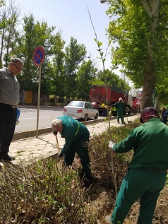 Increasing the greenery index of Ibn Sina Boulevard by planting seedlings